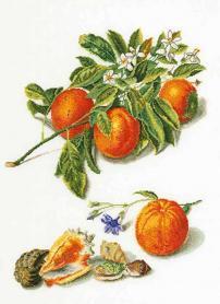 Набор для вышивания Thea Gouverneur 3061А «Апельсины и мандарины»